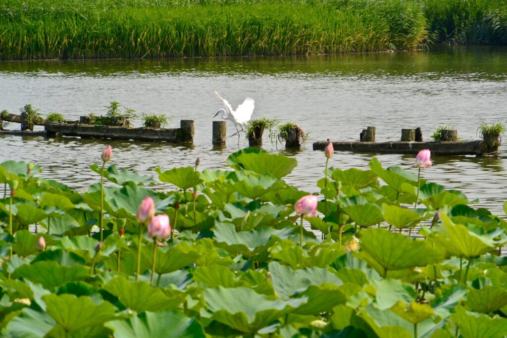 サギと蓮の花
