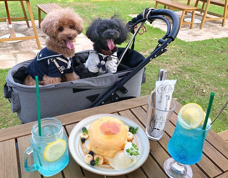 smily_ワンちゃん大歓迎